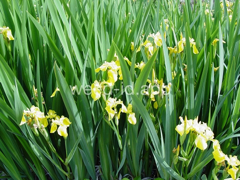 iris, yellowflag